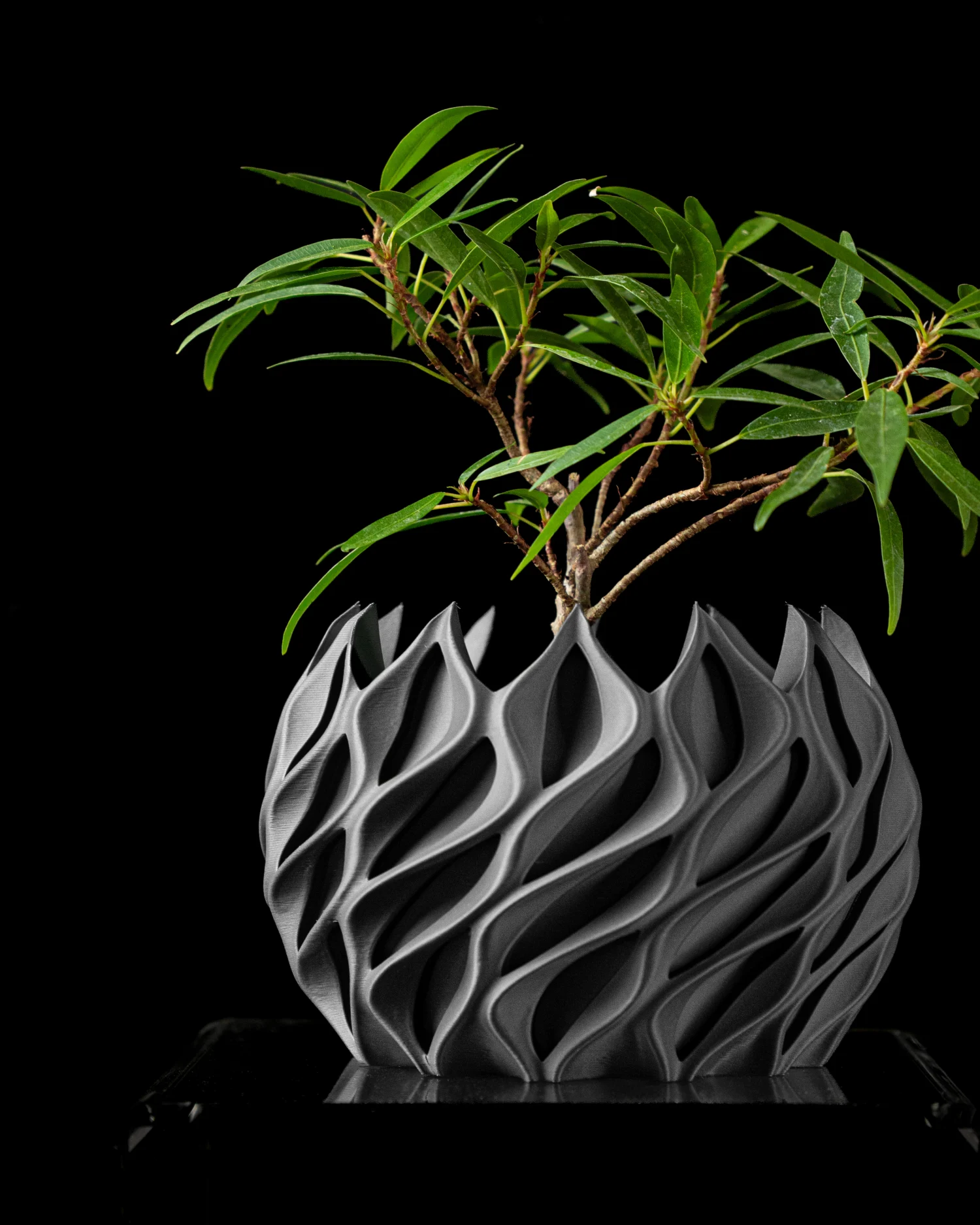 The Amaranth Pot - Image 6