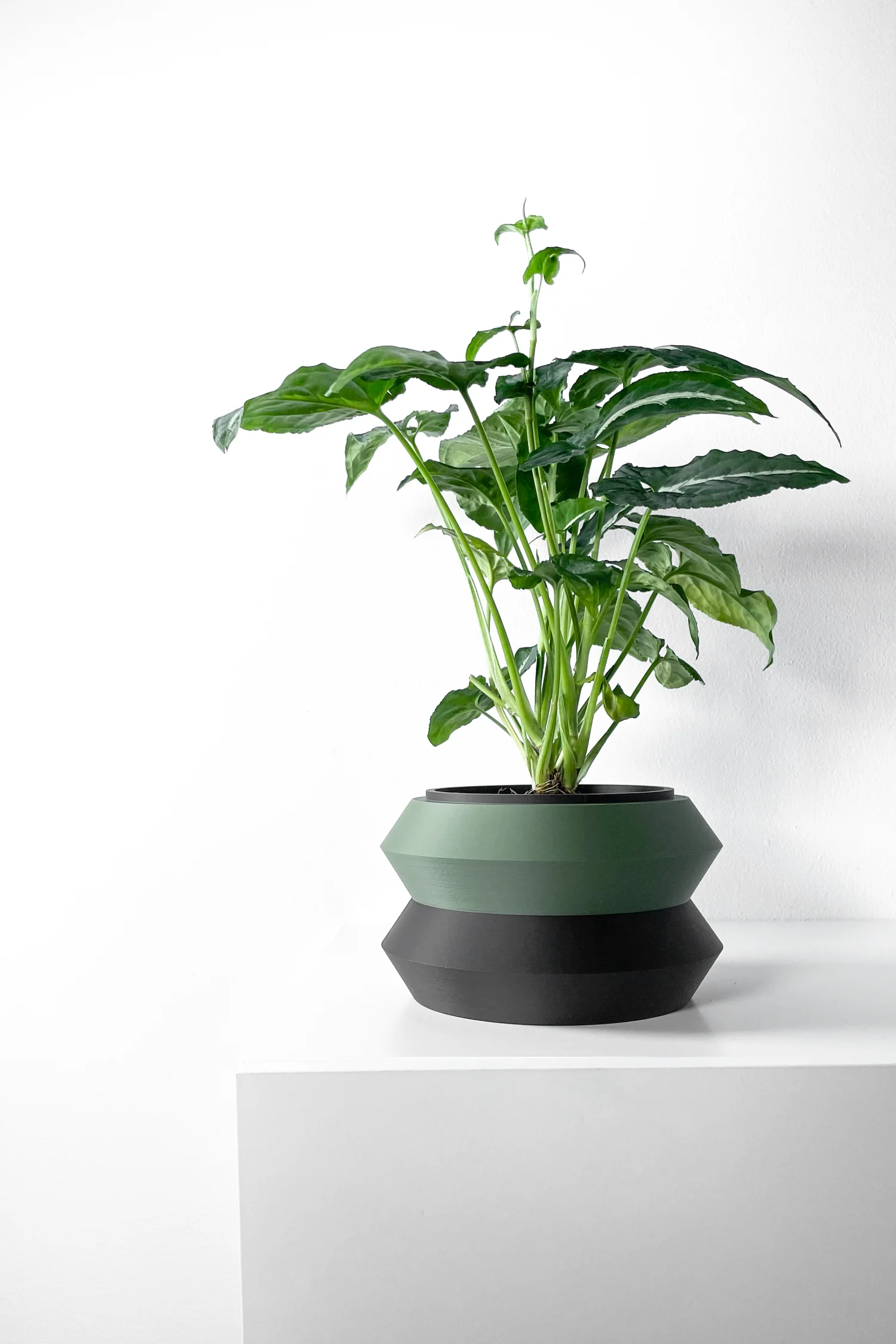 The Arbor  Pot - Image 3