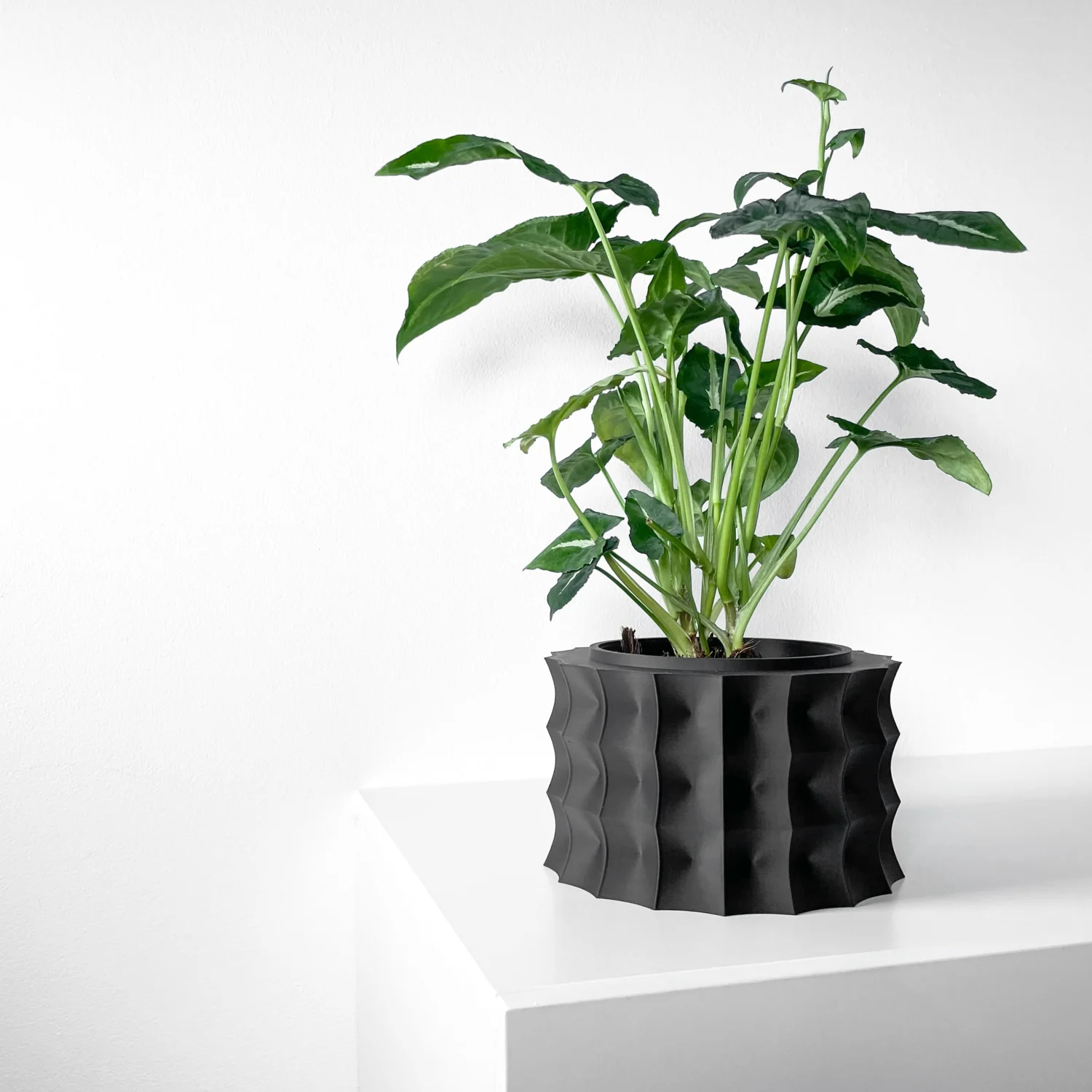 The Axion  Pot - Image 2