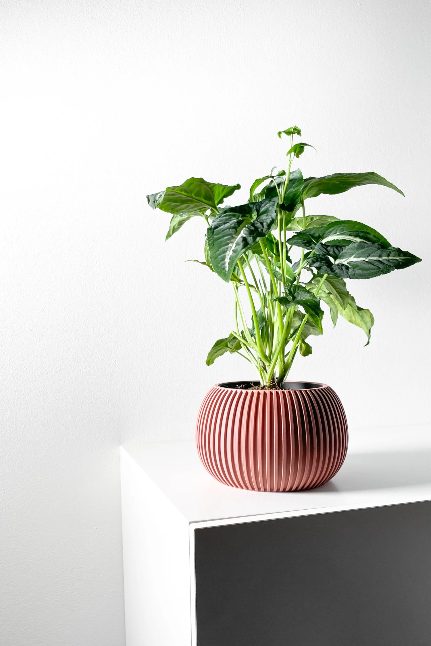 The Briar  Pot - Image 6