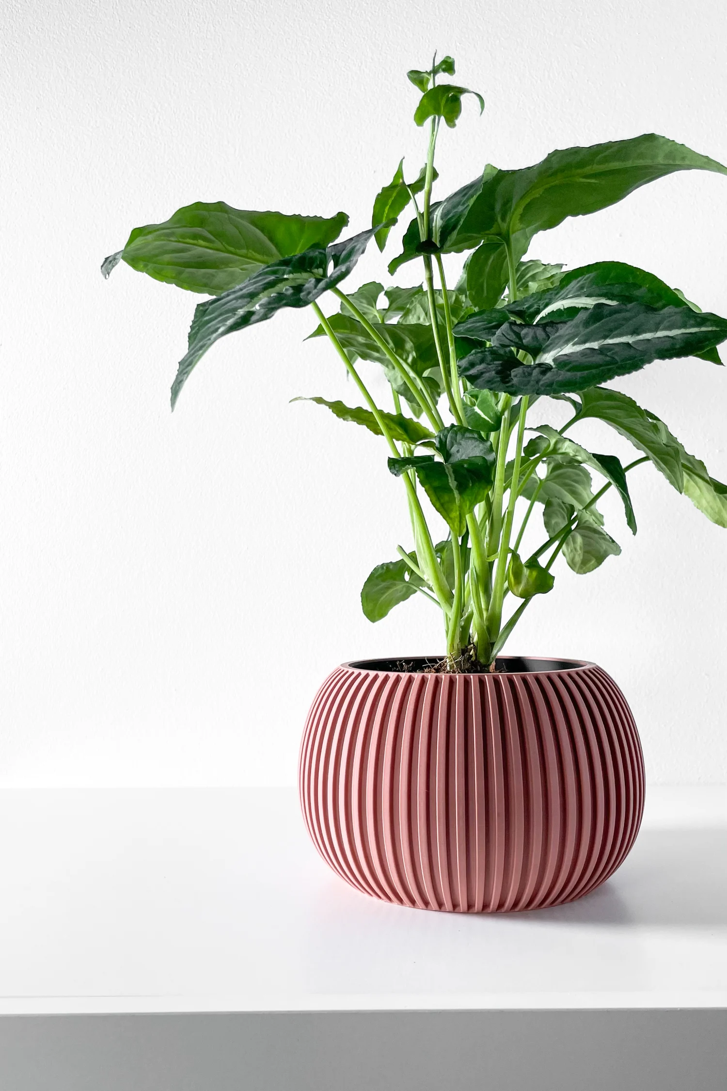 The Briar  Pot - Image 4