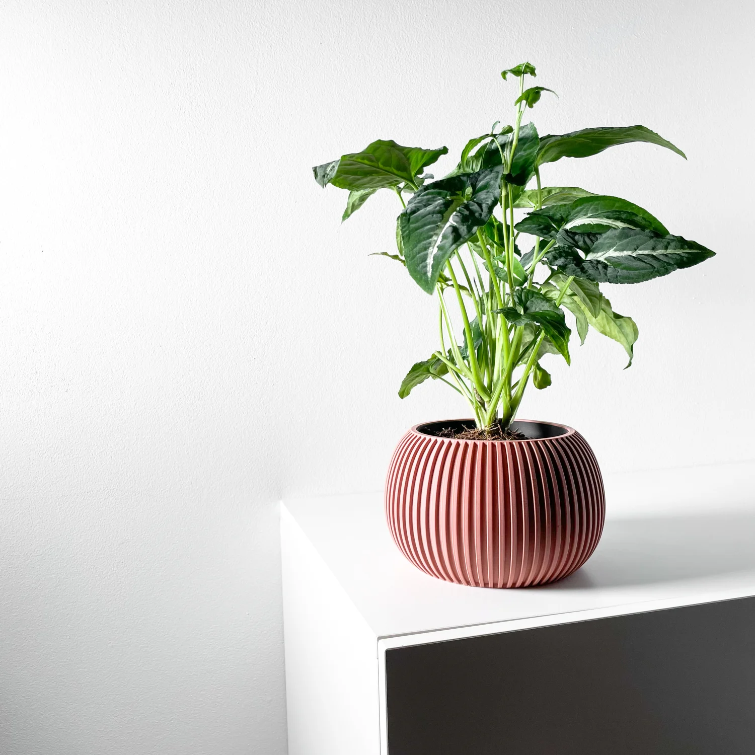 The Briar  Pot - Image 5