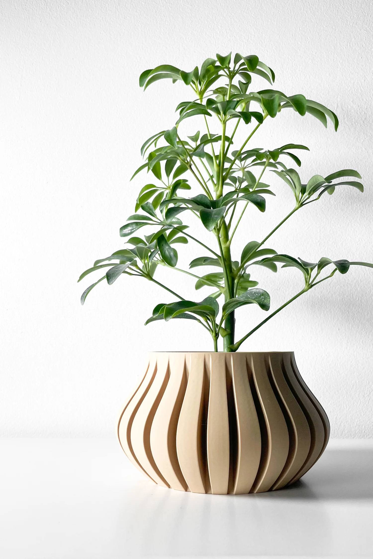 The Bror  Pot - Image 8