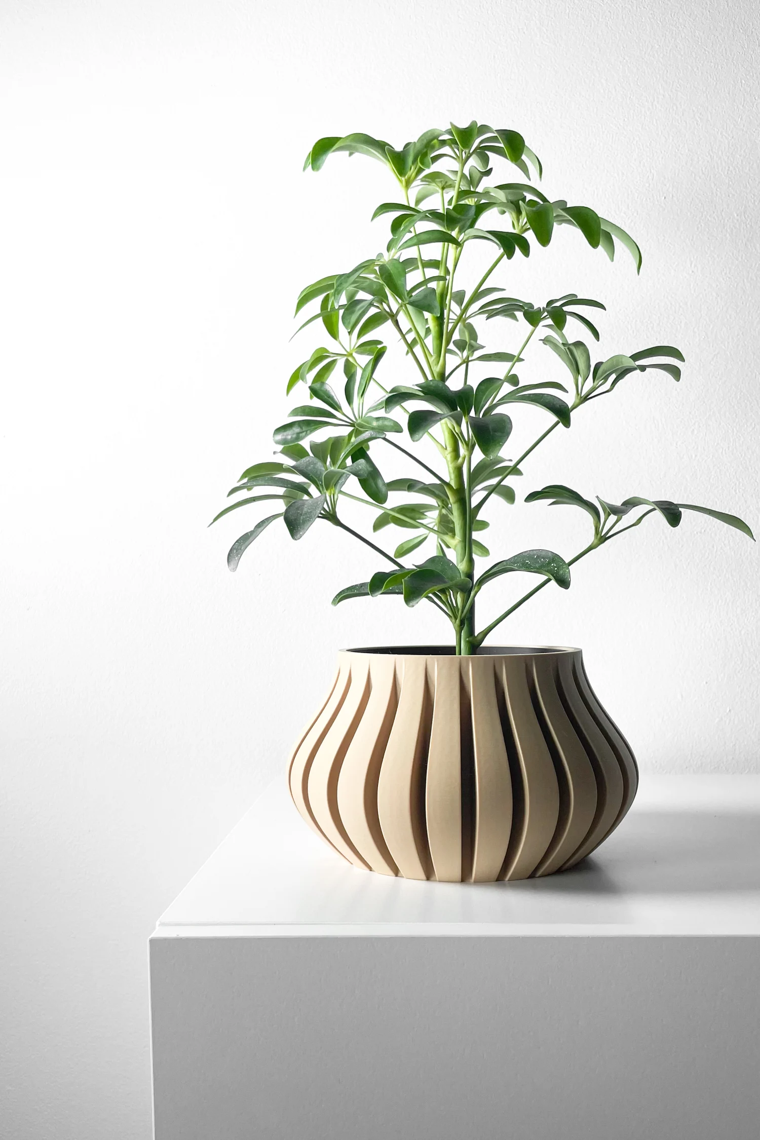 The Bror  Pot - Image 3