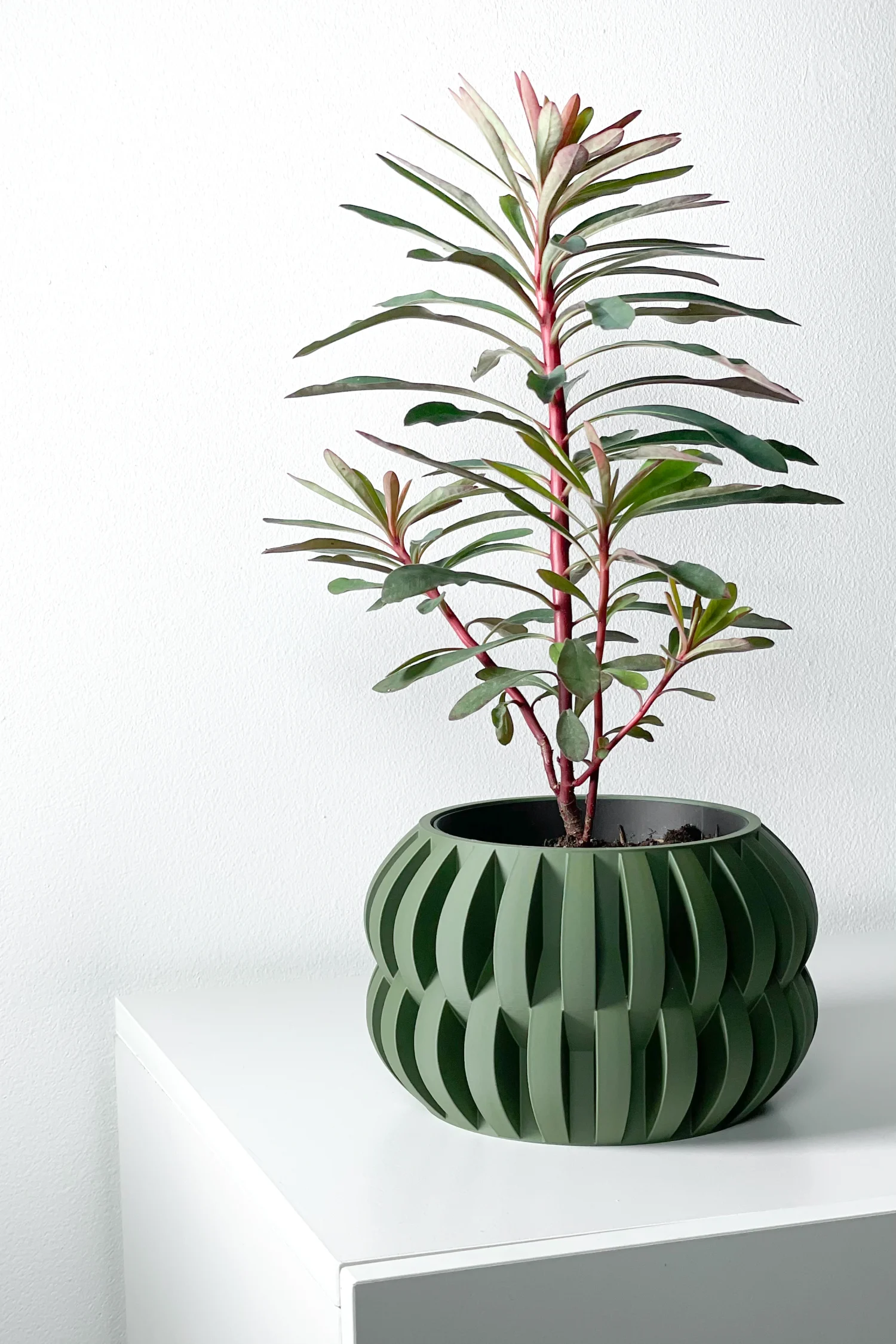 The Buckthorn Pot - Image 6