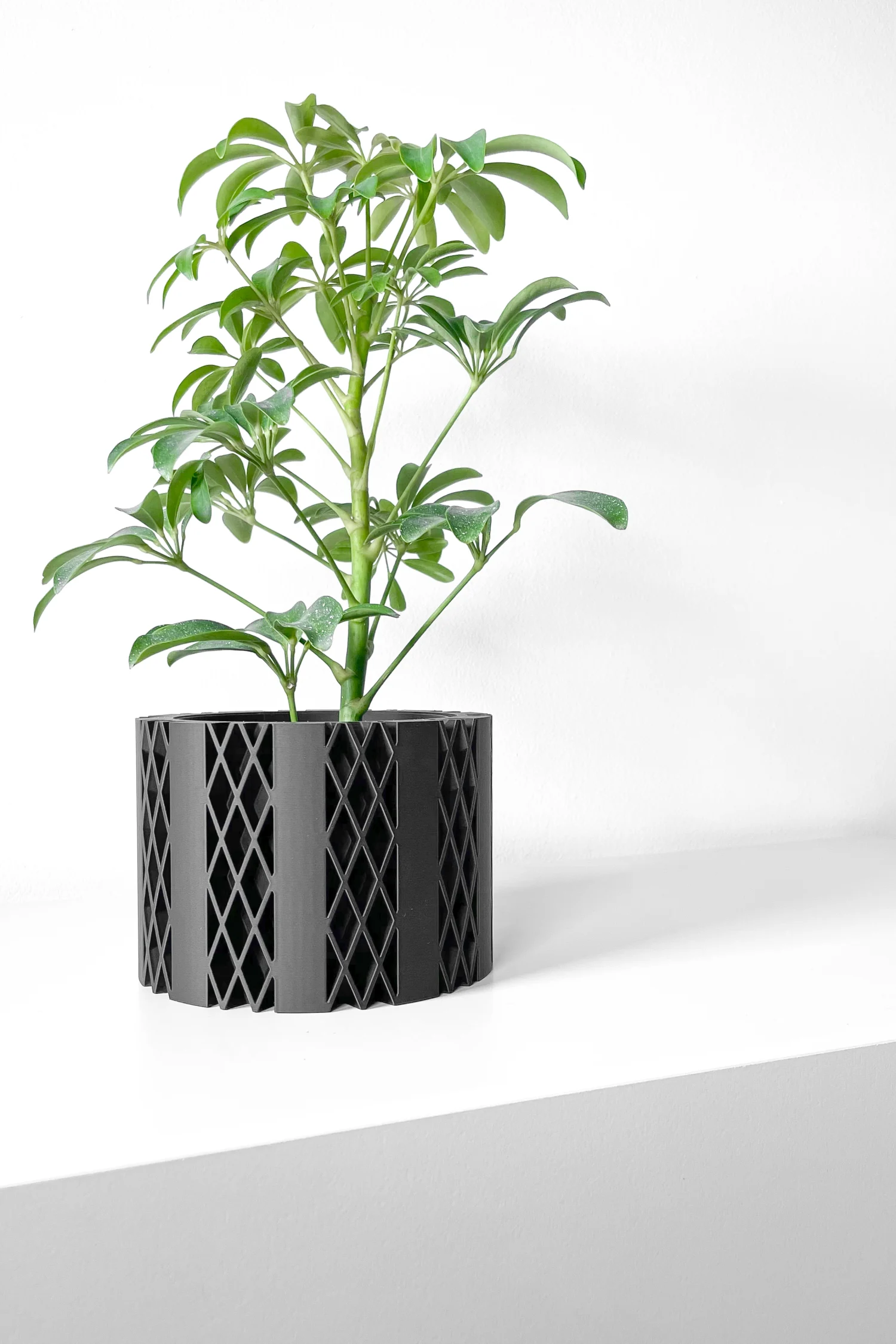 The Camellia  Pot - Image 2