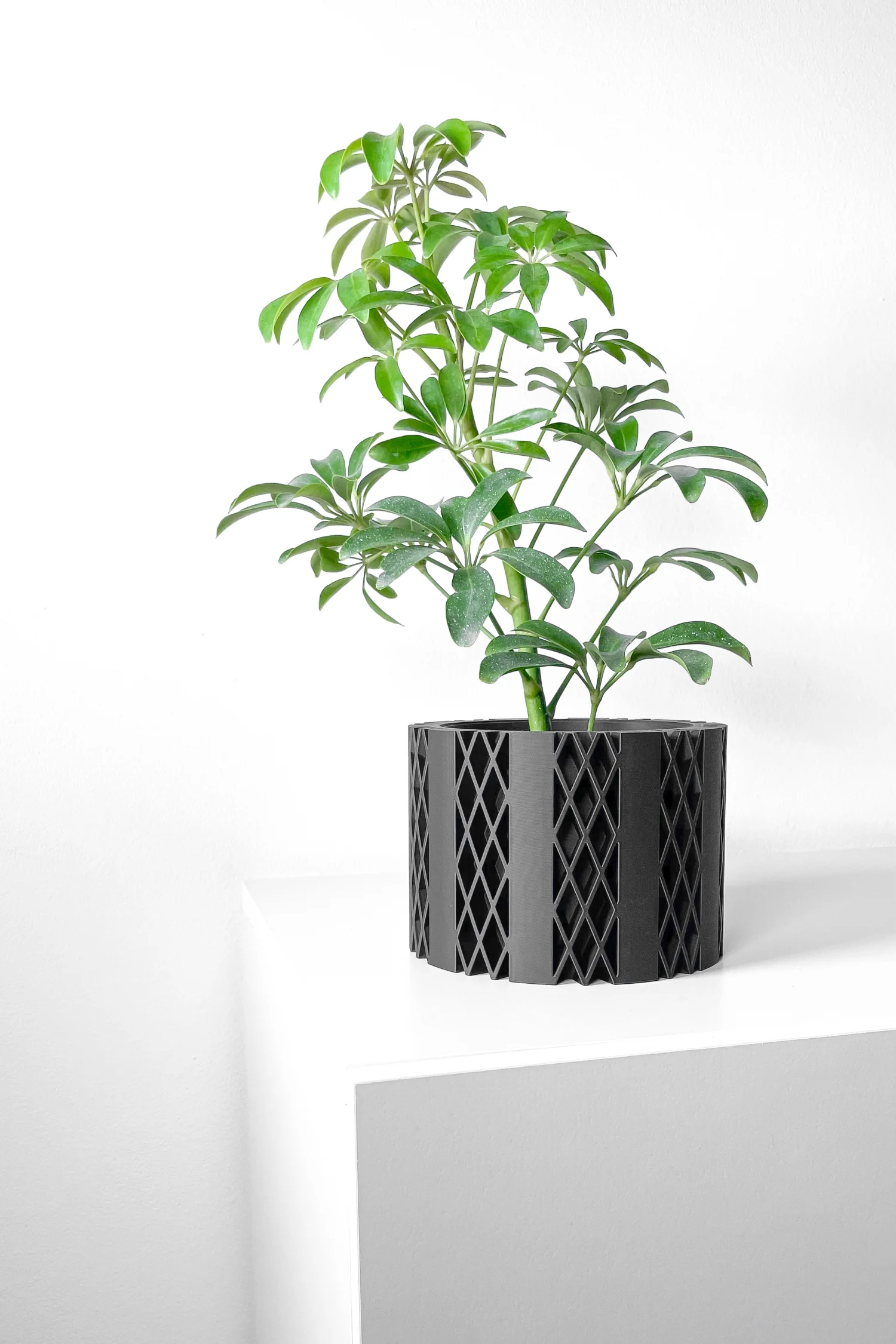 The Camellia  Pot - Image 3