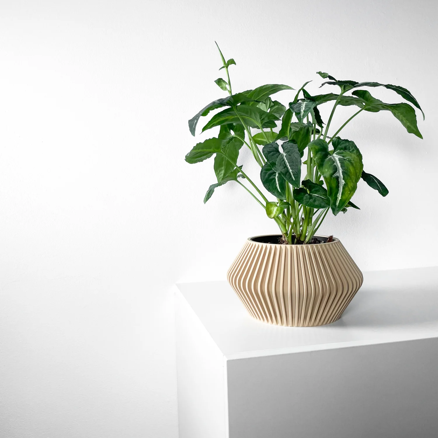 The Corra  Pot - Image 6