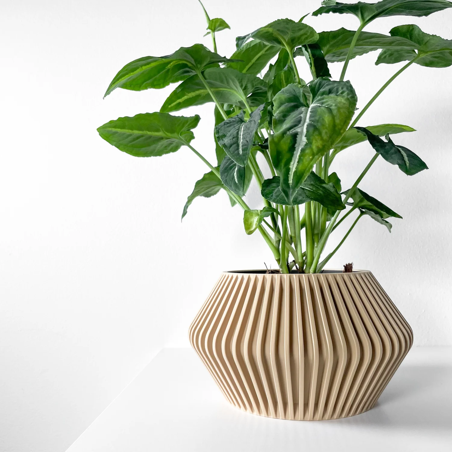 The Corra  Pot - Image 5