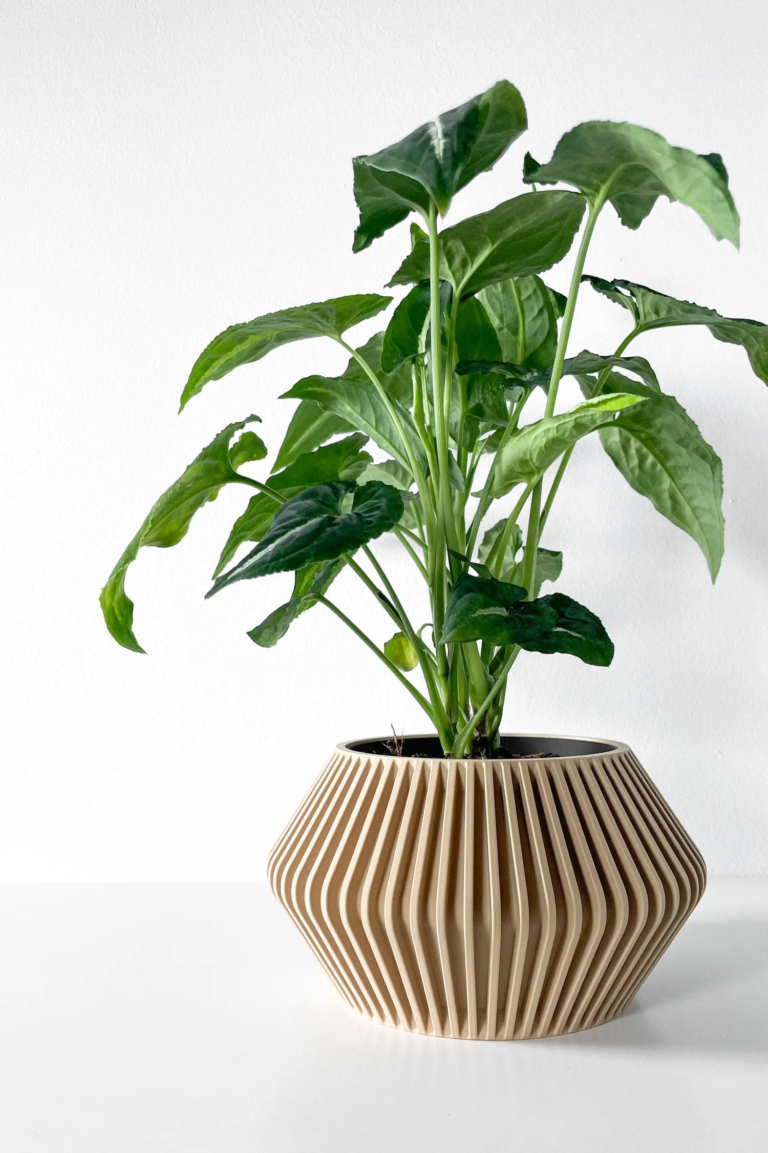 The Corra  Pot - Image 8