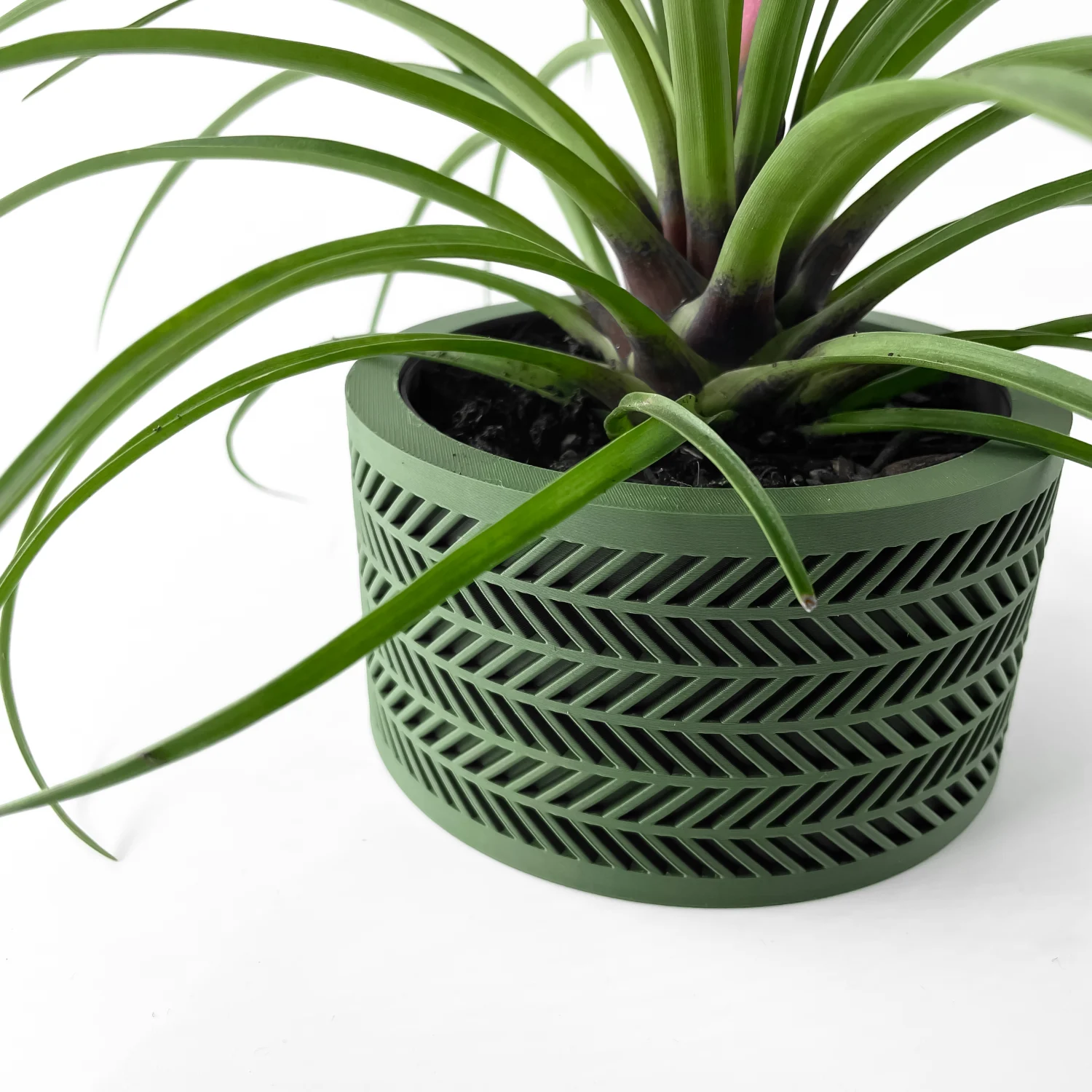 The Cypress Pot - Image 2