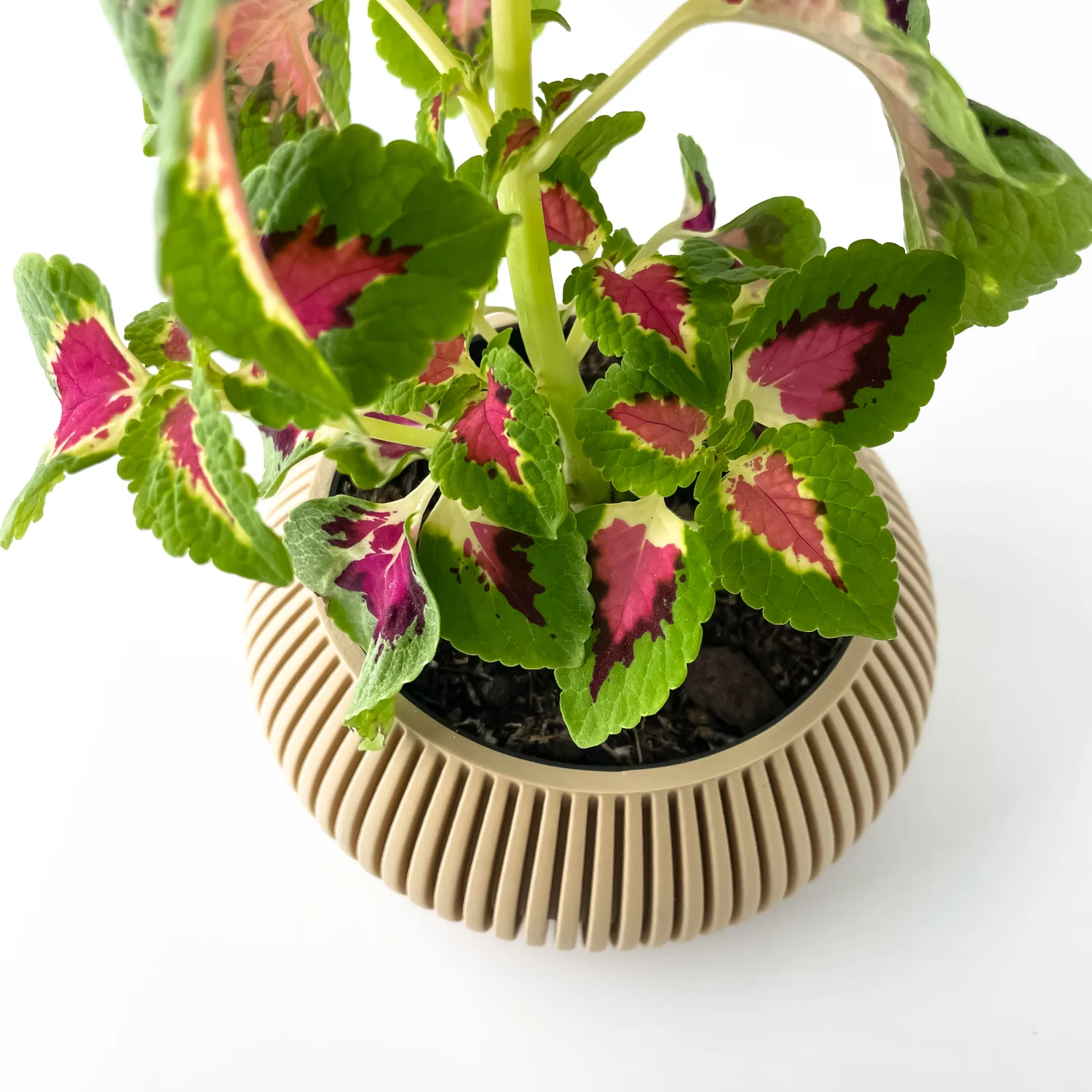 The Elvion Pot - Image 7
