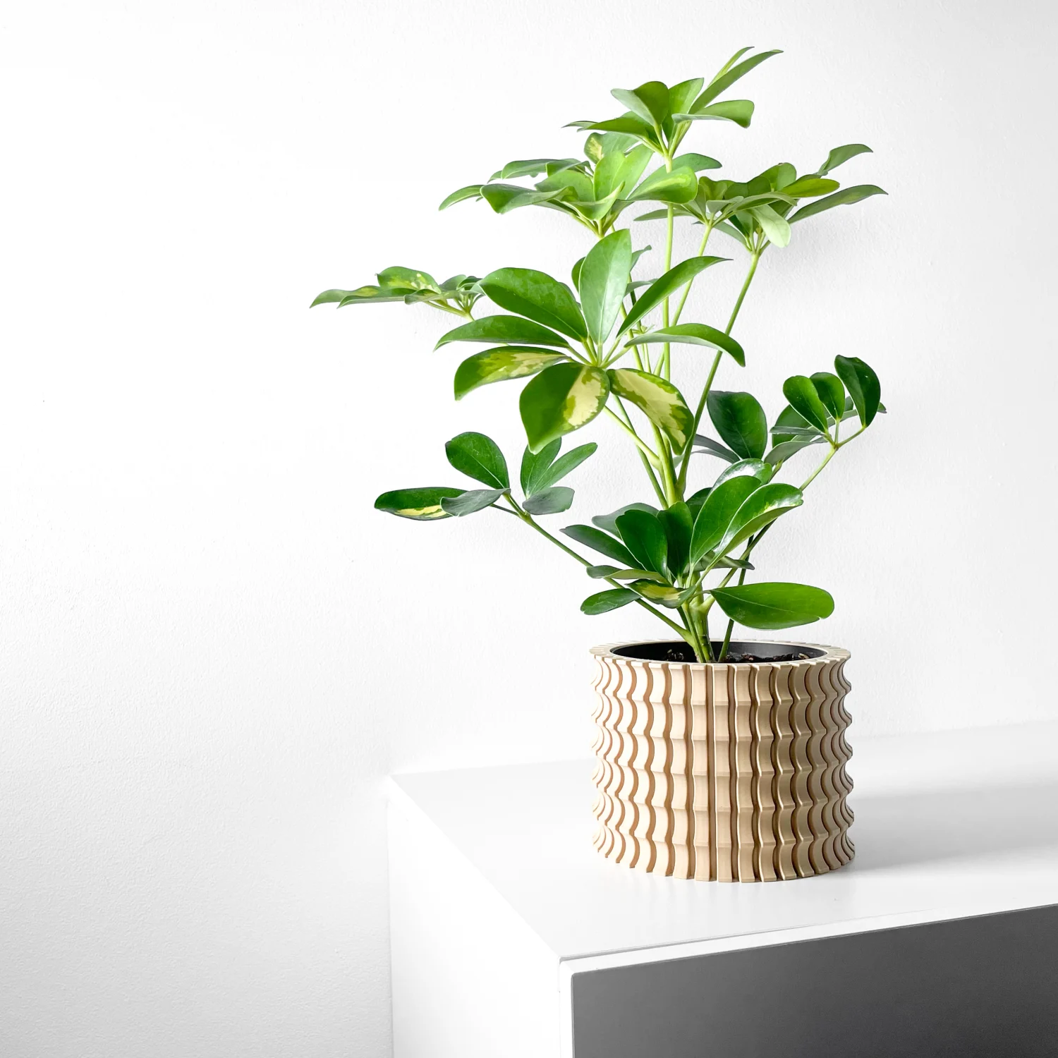 The Evelia Pot - Image 5