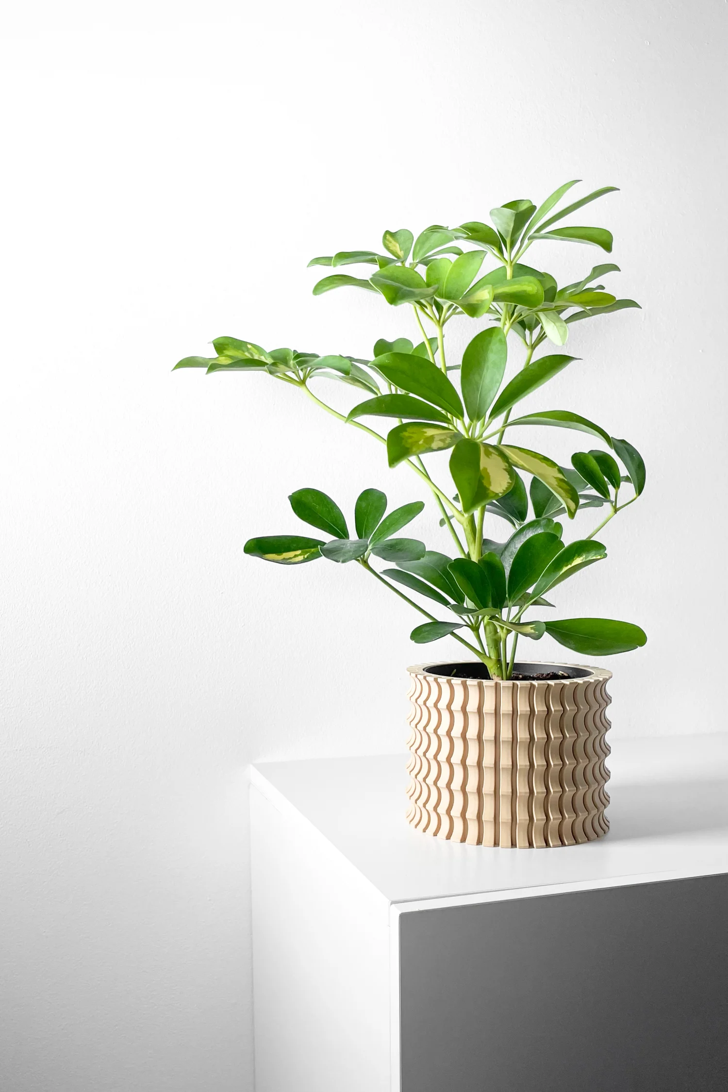 The Evelia Pot - Image 6