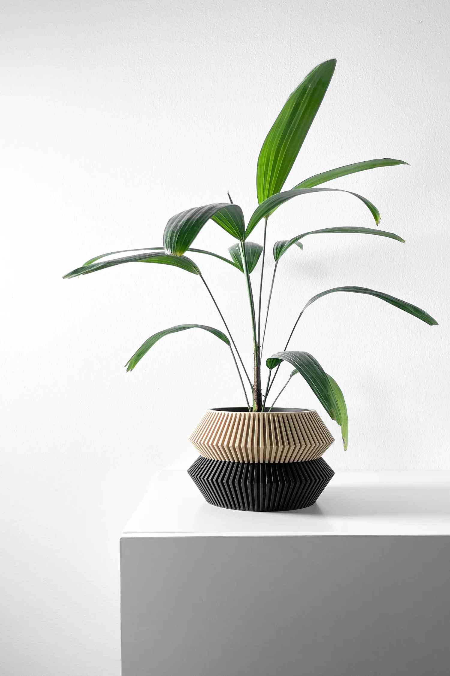 The Evergreen Pot - Image 6