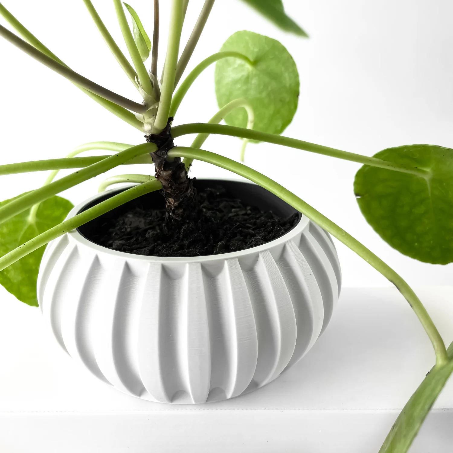 The Fescue Pot - Image 5