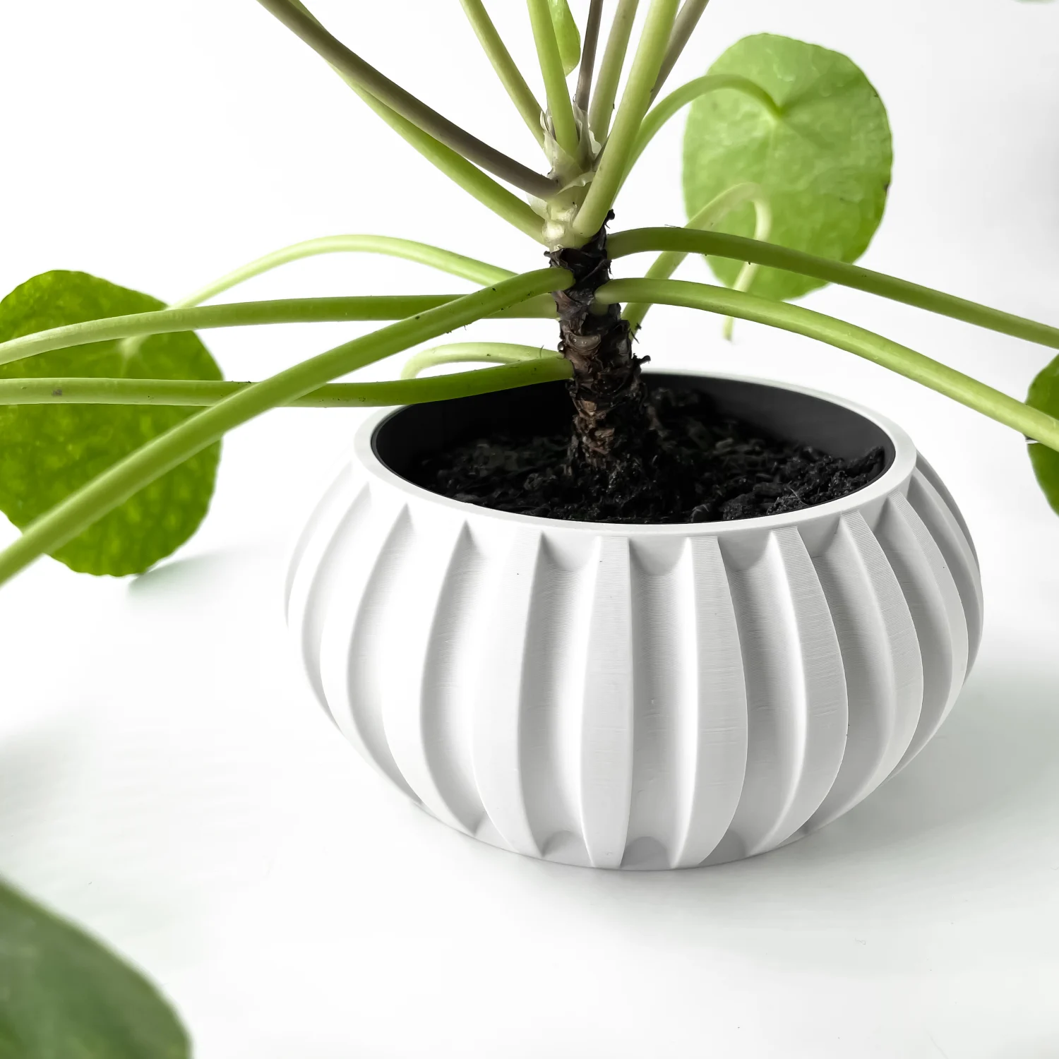 The Fescue Pot - Image 6