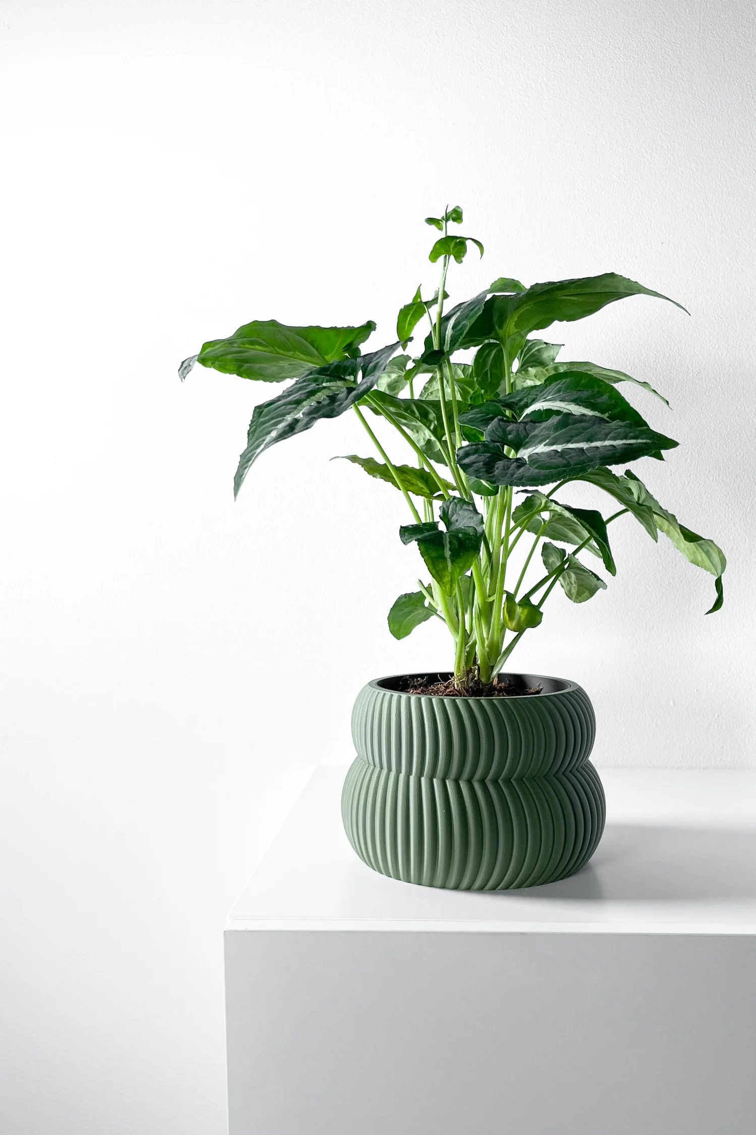 The Iris Pot - Image 3