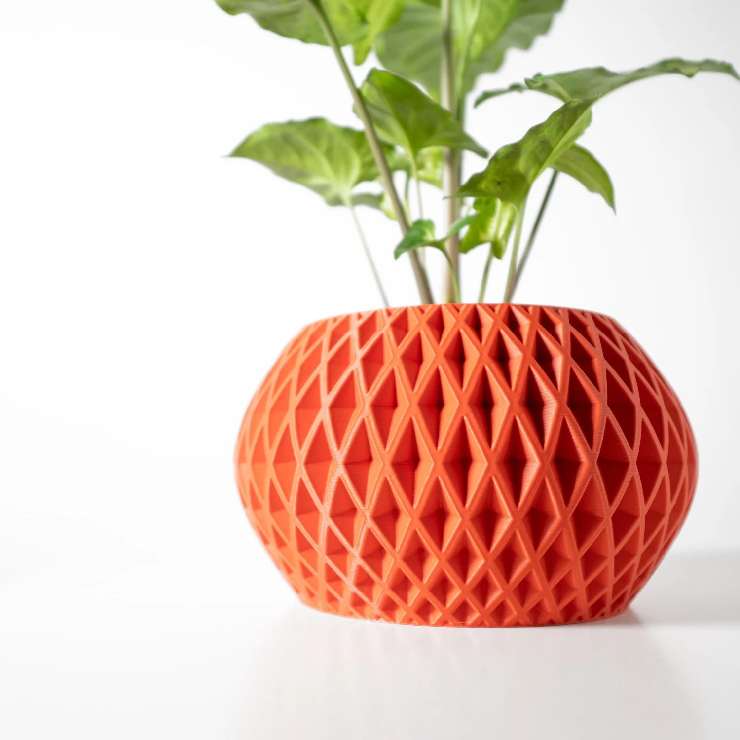 The Orchid  Pot - Image 2