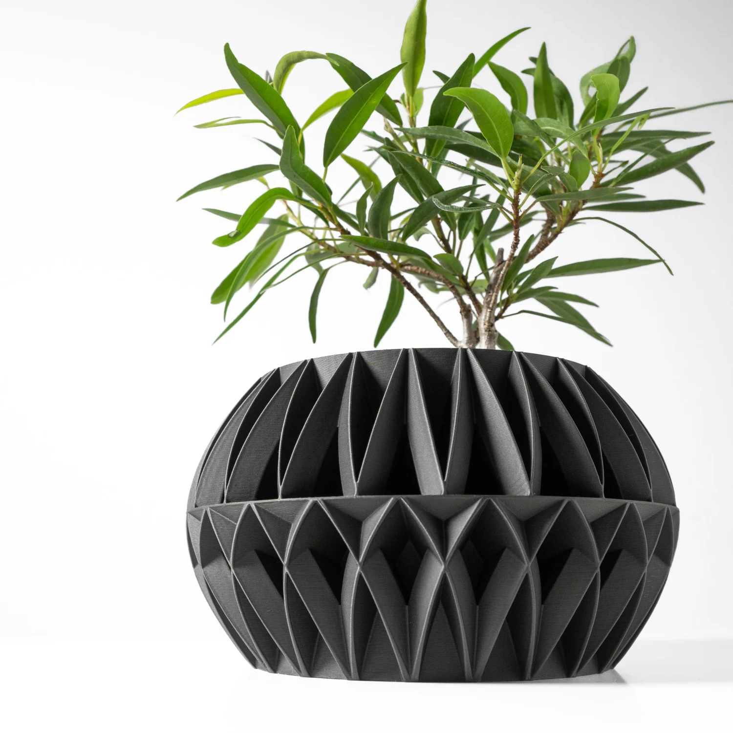 The Regalis Pot - Image 2