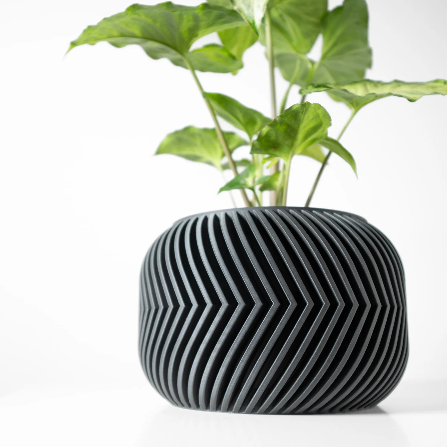 The Rosier Pot - Image 2